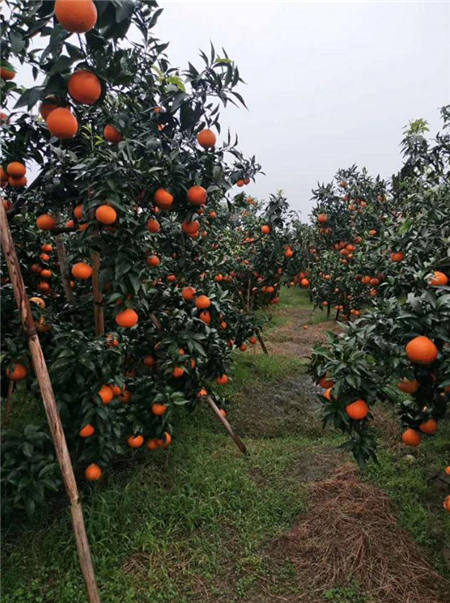 魏柑可能是这个季节最好吃的水果，90%的人都不知道