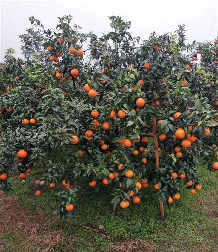 魏柑可能是这个季节最好吃的水果，90%的人都不知道