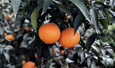 魏柑可能是这个季节最好吃的水果，90%的人都不知道