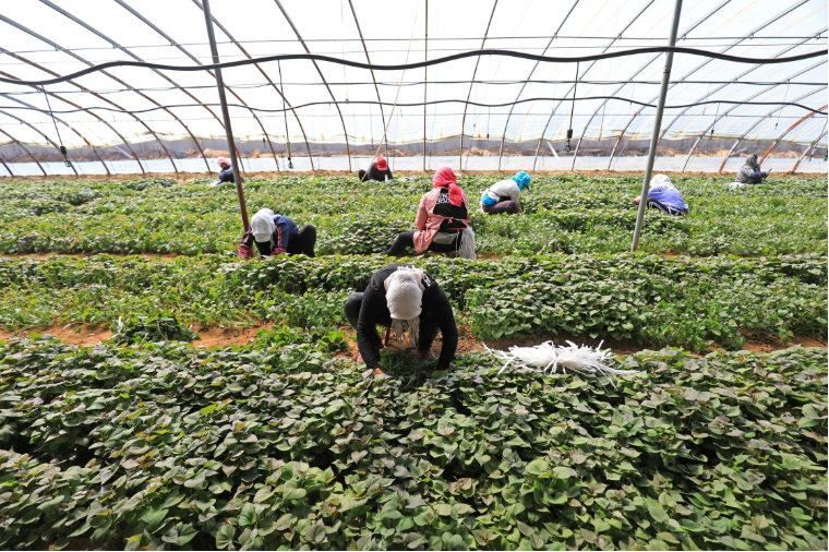 温室红薯.png 温室红薯.png